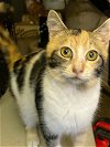 adoptable Cat in , VA named Isa