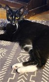 adoptable Cat in carrollton, VA named Magic