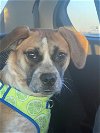adoptable Dog in , VA named Ivy