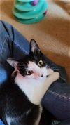 adoptable Cat in carrollton, VA named Marley