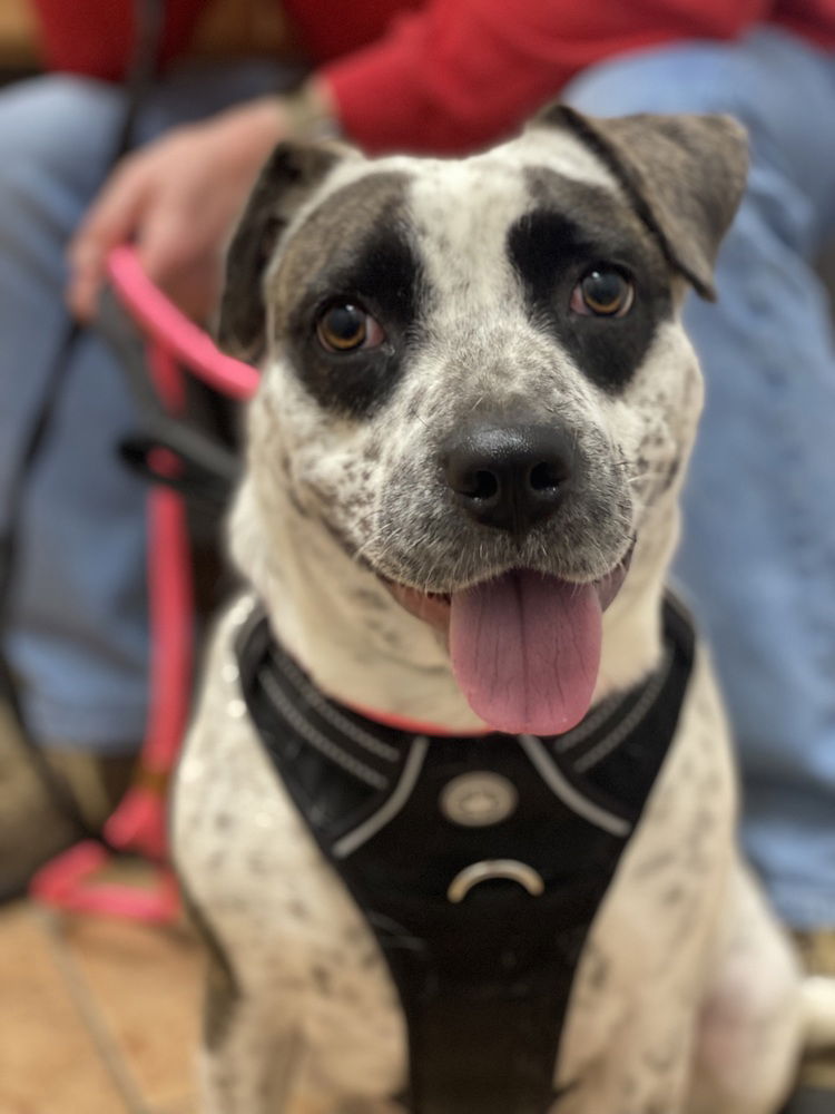 adoptable Dog in Carrollton, VA named Sydney