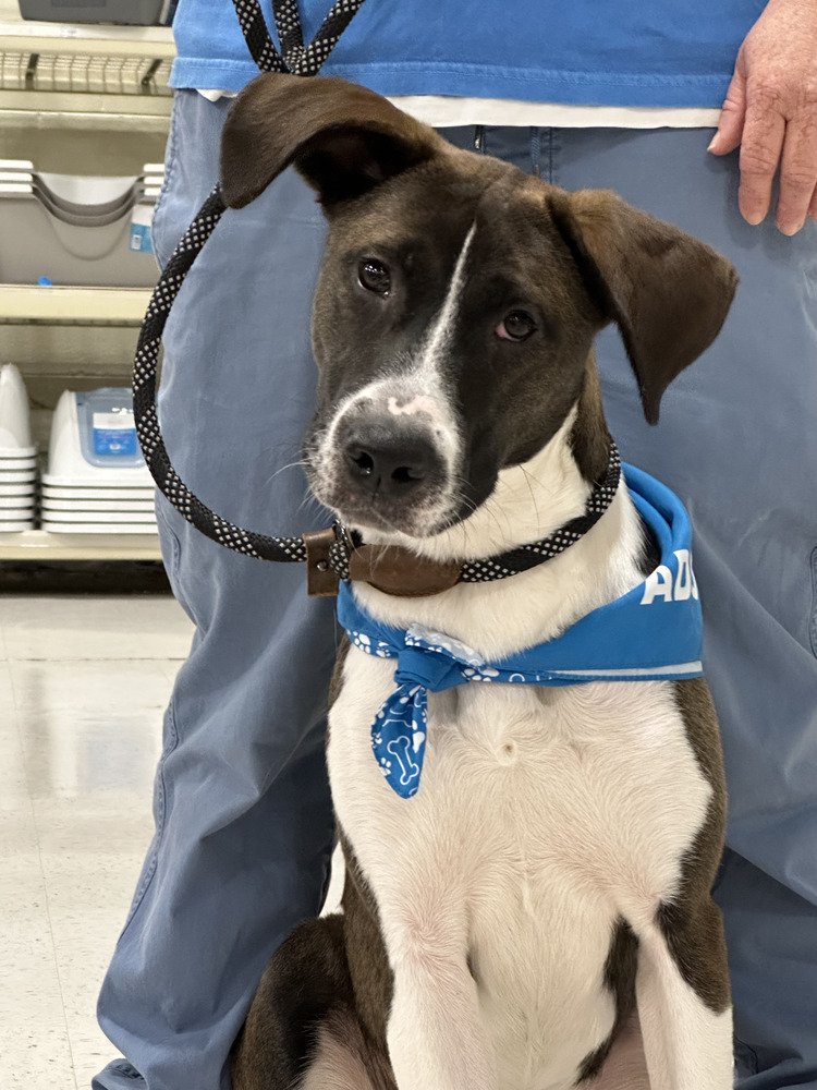 adoptable Dog in Carrollton, VA named Dakota