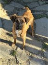 adoptable Dog in carrollton, VA named Jelly Bean
