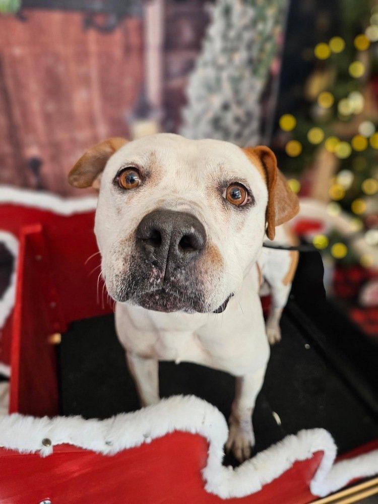 adoptable Dog in Carrollton, VA named Rufus