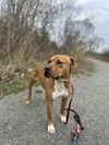 adoptable Dog in Carrollton, VA named DJ