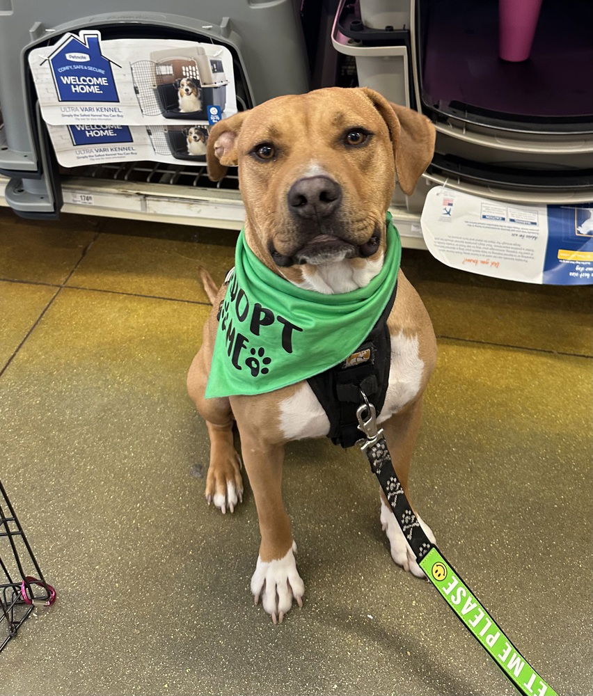 adoptable Dog in Carrollton, VA named DJ