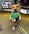 adoptable Dog in  named DJ