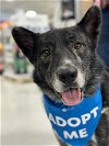 adoptable Dog in carrollton, VA named Phantom