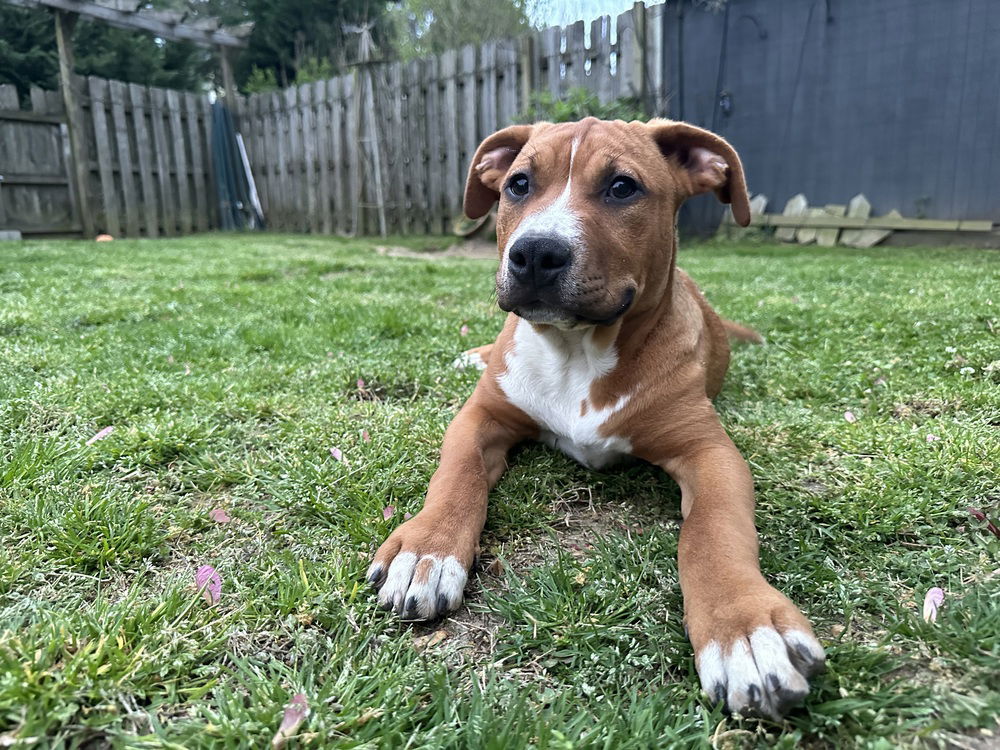 adoptable Dog in Carrollton, VA named Crosby