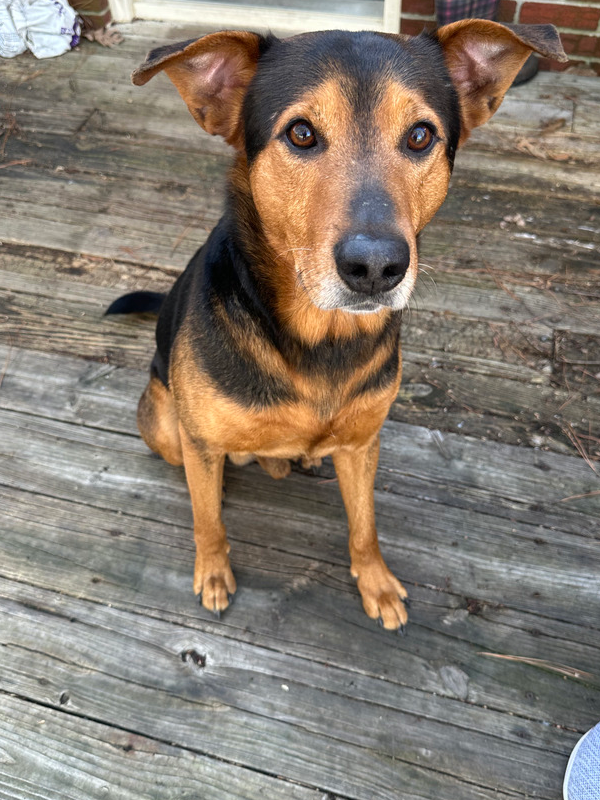 adoptable Dog in Carrollton, VA named Cooper