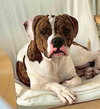 Checkers - Photo 4