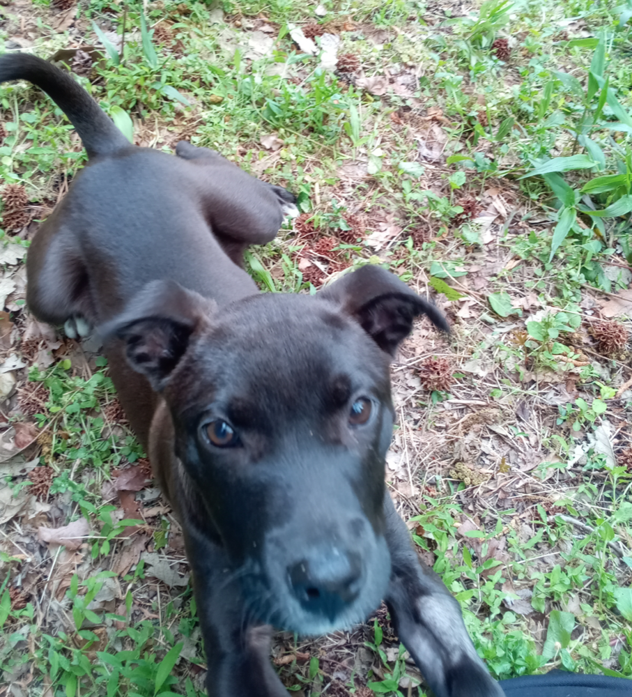 adoptable Dog in Carrollton, VA named Dora