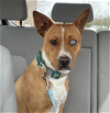 adoptable Dog in carrollton, VA named Phoebe