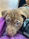adoptable Dog in carrollton, VA named Monica