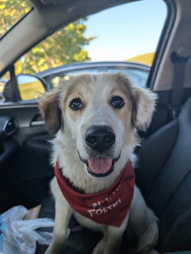 adoptable Dog in Carrollton, VA named Cloudy