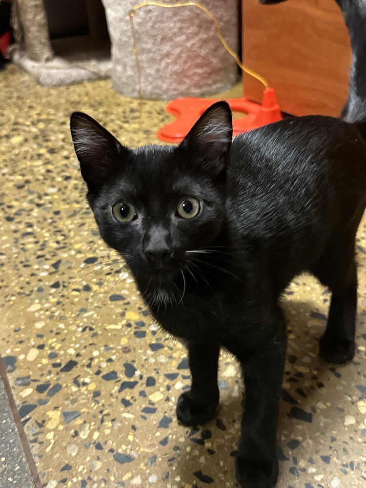 adoptable Cat in Carrollton, VA named SJ