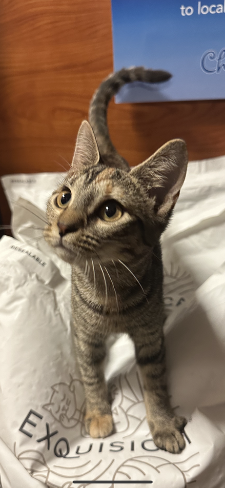 adoptable Cat in Carrollton, VA named Feather