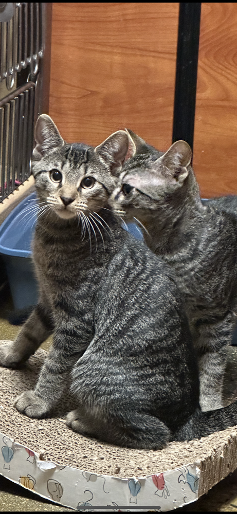 adoptable Cat in Carrollton, VA named Flounder