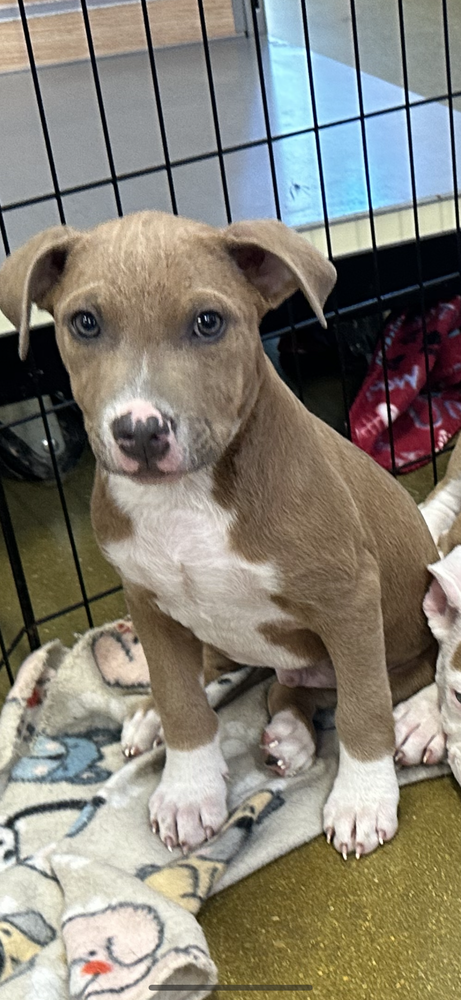 adoptable Dog in Carrollton, VA named Joey