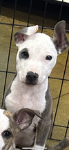 adoptable Dog in , VA named Jovi