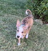adoptable Dog in  named Jade