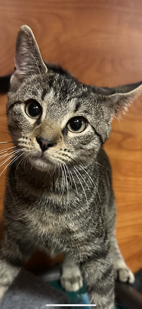 adoptable Cat in Carrollton, VA named Fuzzbutt