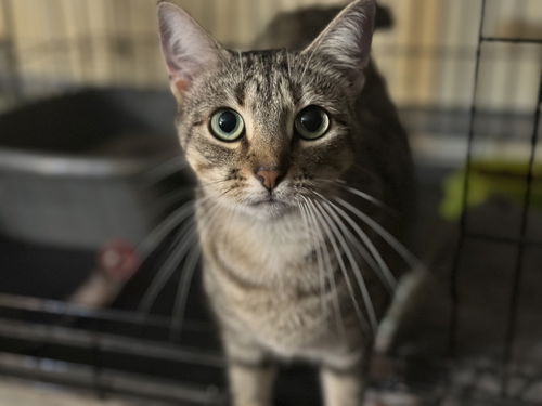 picture of the cat needing adoption