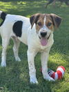 adoptable Dog in  named Hammy