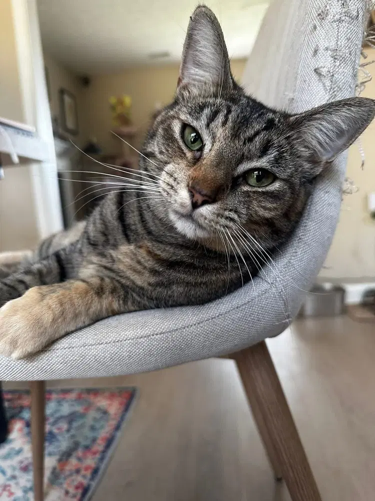 Coraline - Domestic Short Hair