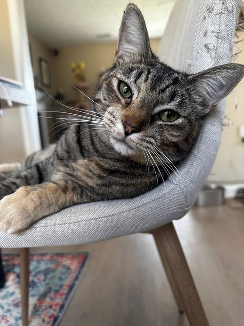 picture of the cat needing adoption