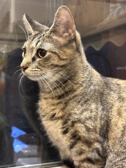 CORALINE - Domestic Short Hair available for adoption