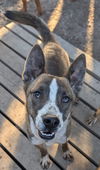adoptable Dog in  named Storm