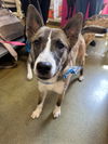 adoptable Dog in  named Misty