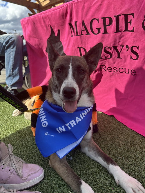 picture of the dog needing adoption