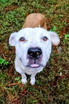 adoptable Dog in  named Georgia