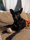 adoptable Dog in  named Millie