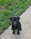 adoptable Dog in  named Heidi
