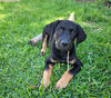 adoptable Dog in  named Hiccup