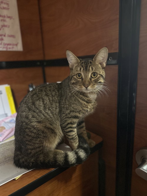 picture of the cat needing adoption