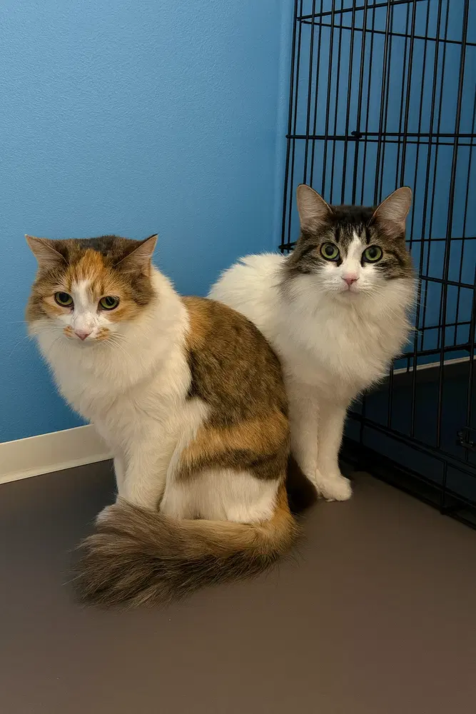 Maple - Domestic Medium Hair