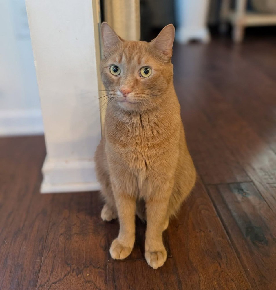 Cheeto Image