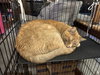 Cheeto - Photo 2