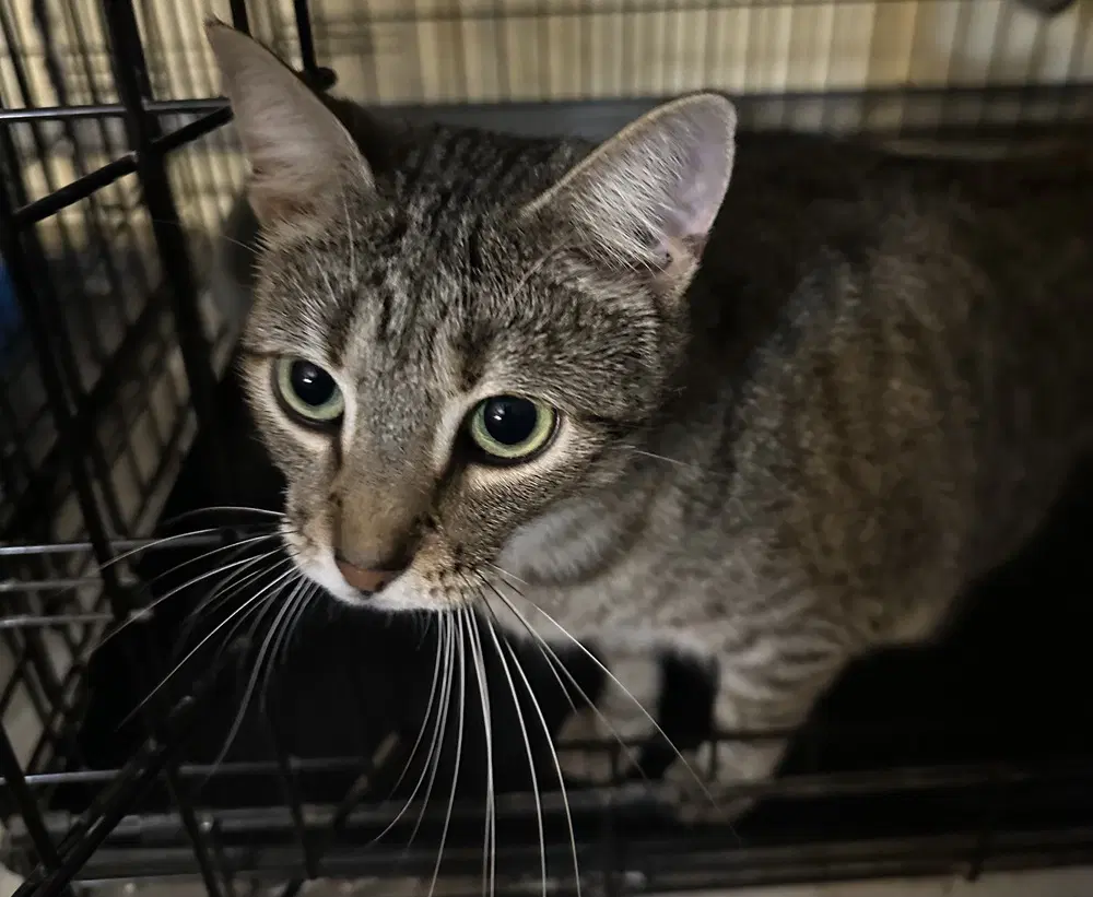 Sidekick - Domestic Short Hair