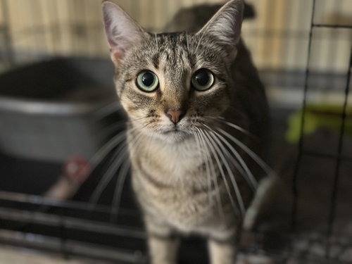 SIDEKICK - Domestic Short Hair available for adoption