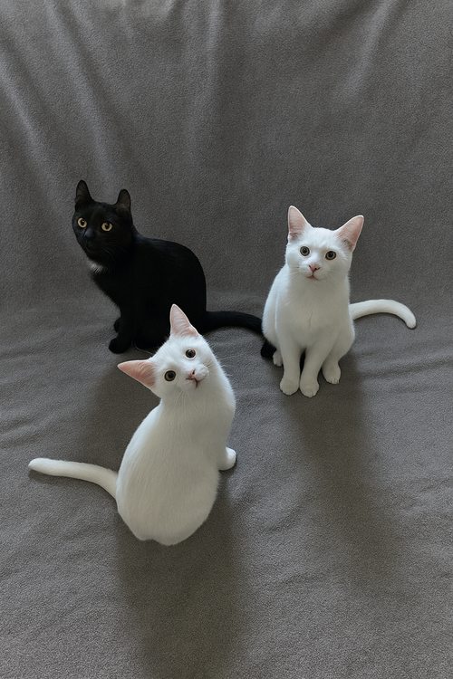 MARSHMALLOW - American Curl / Domestic Short Hair available for adoption
