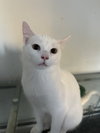 Marshmallow - Photo 2