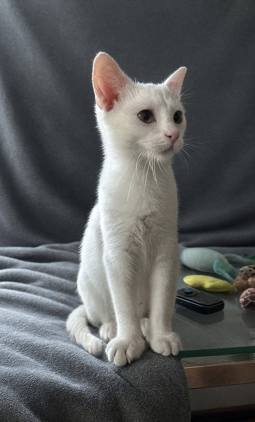COCONUT - American Curl available for adoption