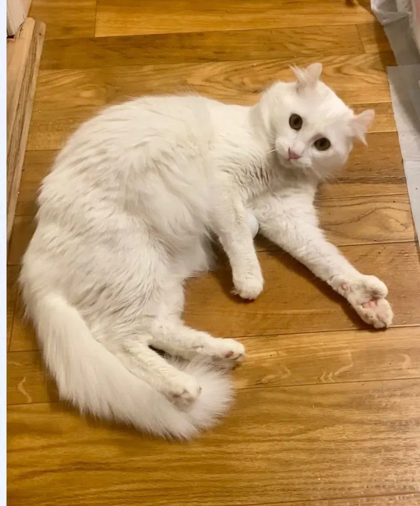 Noodle - American Curl