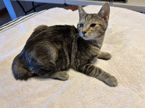 RILEY - Domestic Short Hair available for adoption