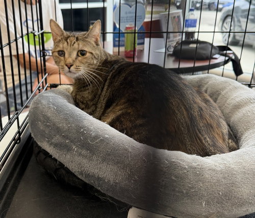 Riley, Domestic Short Hair / Mixed (short coat)